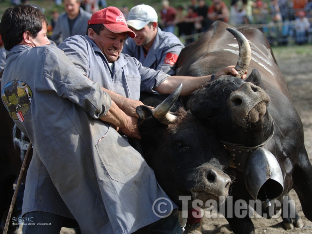 Depuis les année 1990, je suis différents combat de Reines 